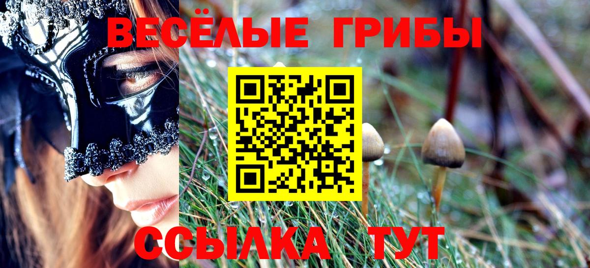 Псилоцибиновые грибы Psilocybe Котлас